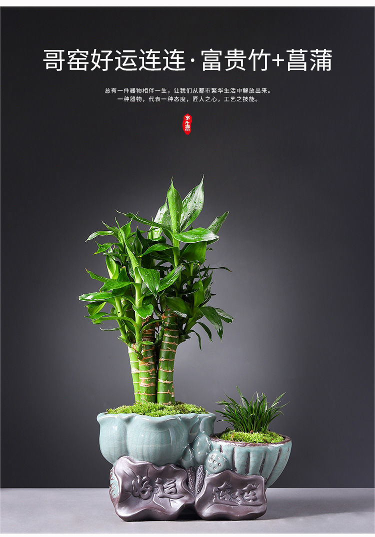幸福树文竹盆栽造型绿宝盆景四季常青室内阳台客厅观叶植物办公室