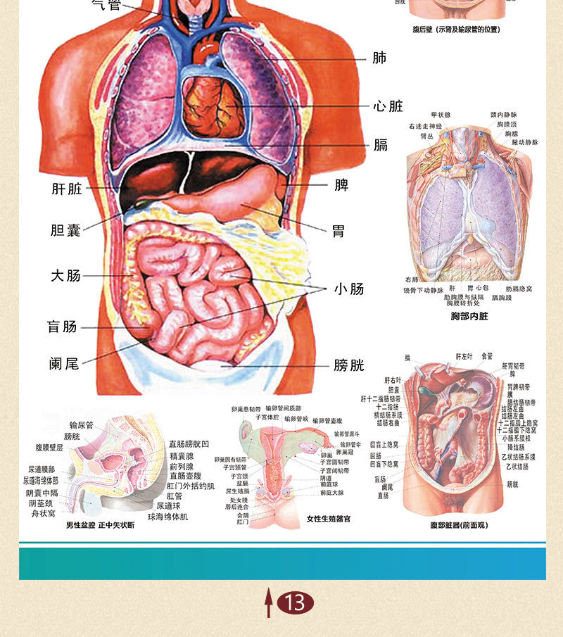 人体穴位对症挂图人体解剖彩色学骨骼结构图神经肌肉五脏六腑淋巴示意