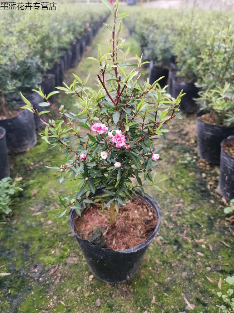 园艺松红梅盆栽耐寒好养花卉植物室内澳洲松红腊梅盆栽注解花苞不是