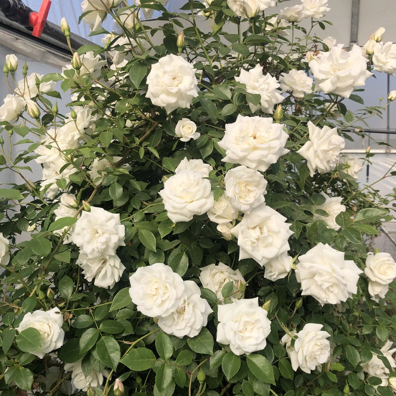 特大花藤本白花月季花苗盆栽藤冰山阳台庭院耐寒芳香花卉植物多季开花