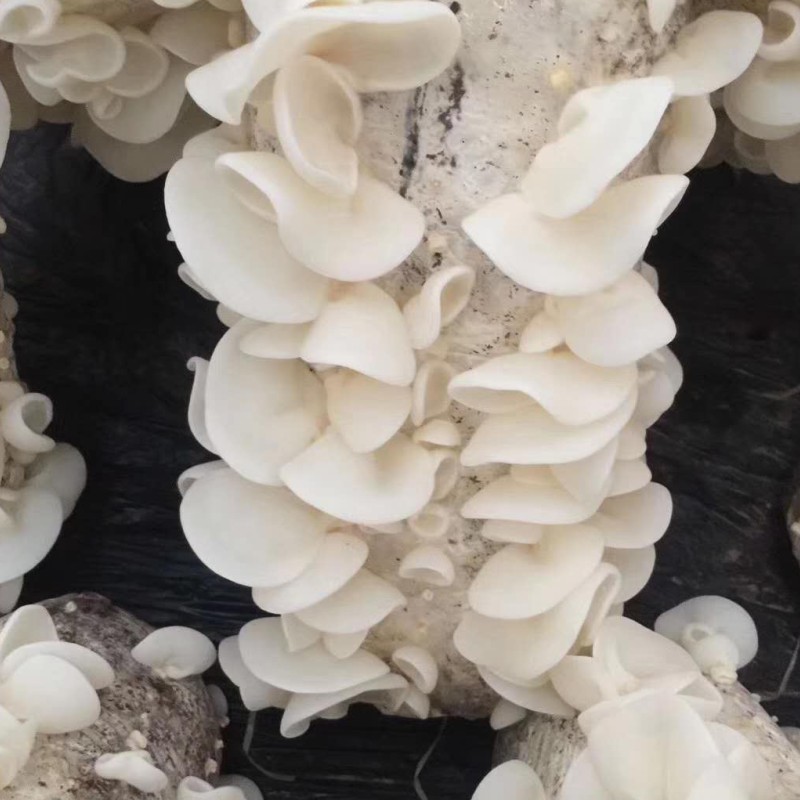 兔耳菌玉木耳干货散装湖南特色辣椒炒肉食材脆白嫩小碗东北产无根兔耳