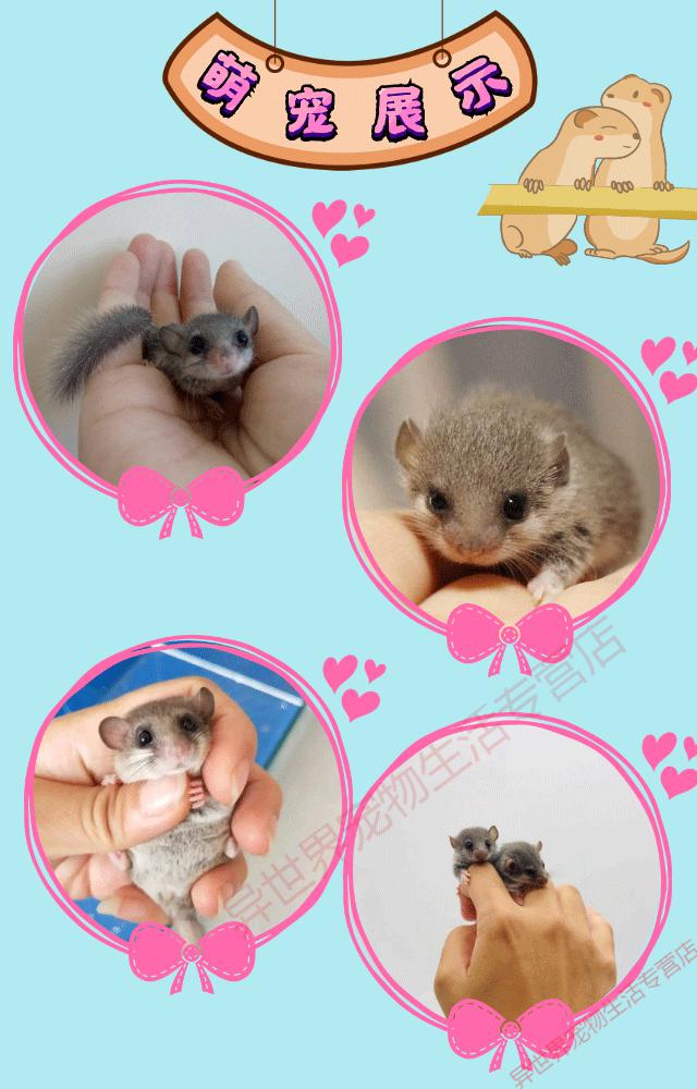 豆乐奇(douleqi)西班牙睡鼠活体幼崽拇指鼠宝宝小型宠物鼠 睡鼠母