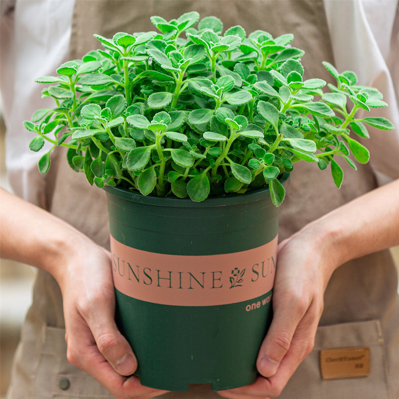 盆栽一抹香阳台室内除味植物喷喷香净化空气多肉绿花卉 1盆 不含盆