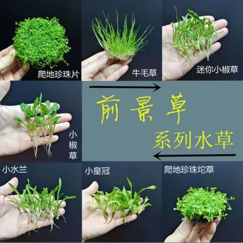 草缸前景水草植物活体阴性无需二氧化碳co2水下叶红色