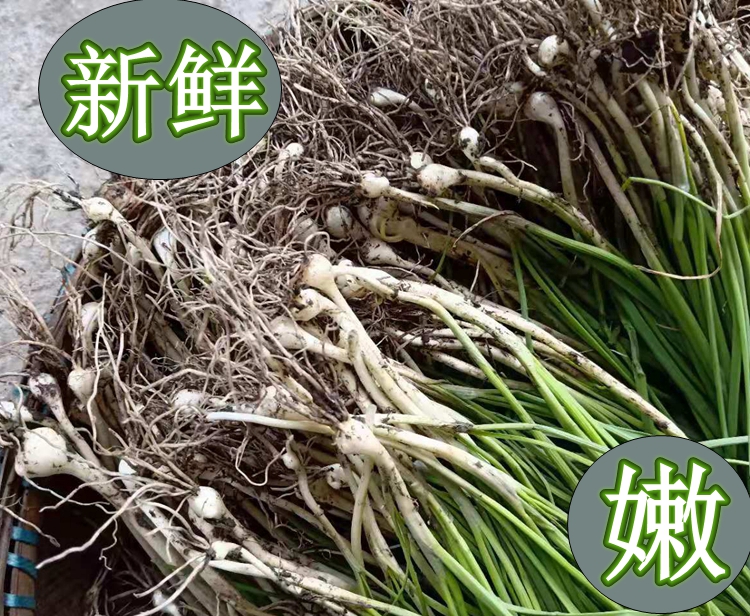 新鲜野蒜野生小苦蒜胡葱小根葱洋藠头其它野菜野葱