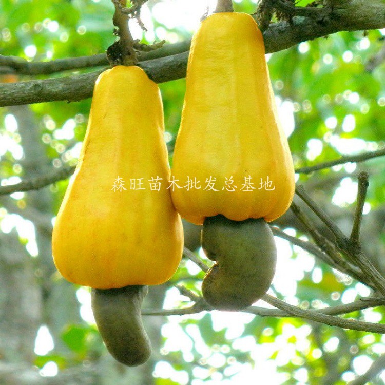 正宗南方嫁接腰果苗南北方种植当年结果鸡腰果树苗果树盆栽嫁接腰果2