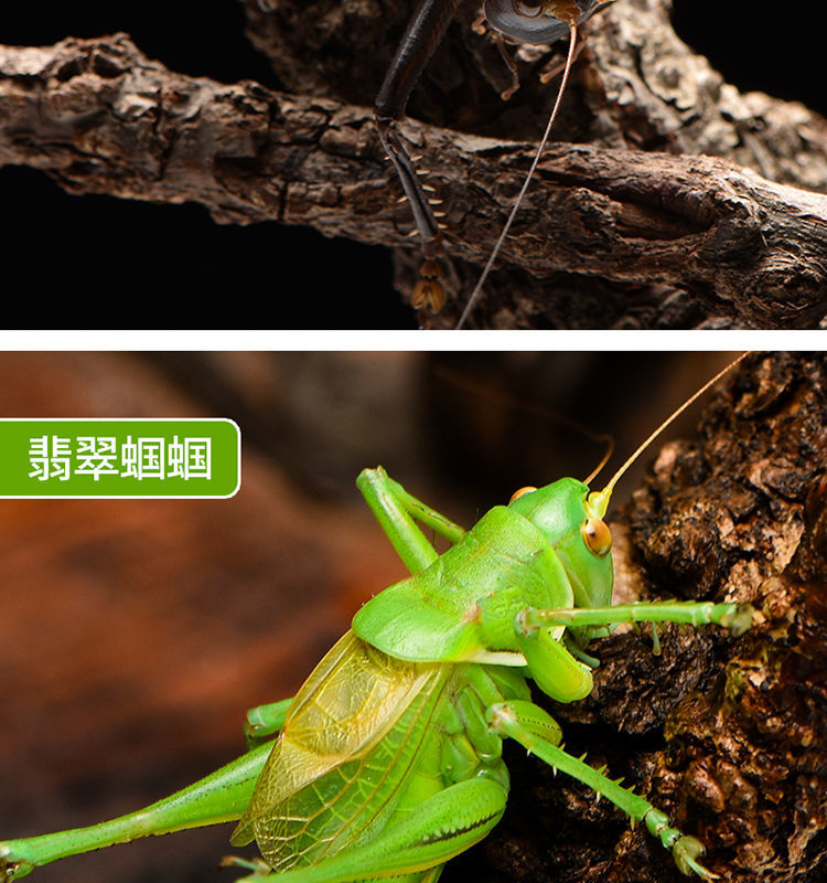 蝈蝈活新脱鸣虫夏蝈蝈超大活体大肚子野生叫蝈蝈铁蝈蝈绿蝈蝈宠物d款