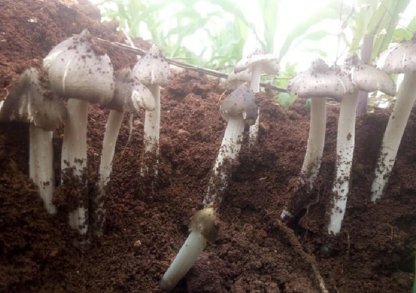 鸡枞菌种鸡枞菇家种菌包鸡枞菇黑皮鸡枞种子鸡枞人工种植包黑鸡枞白玉