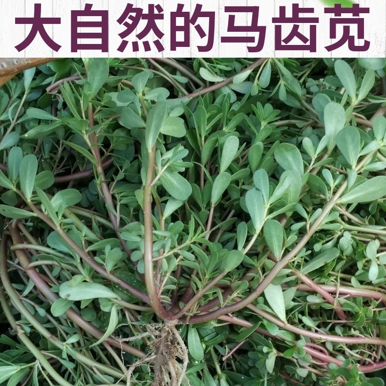 顺丰快递马齿苋新鲜马齿菜马蜂菜马苋菜马齿笕蚂蚱菜干菜净重3斤保温