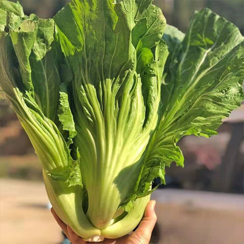 贵州农家自种青菜大叶青菜芥菜云南贵州四川酸菜原料新鲜蔬菜5斤现割