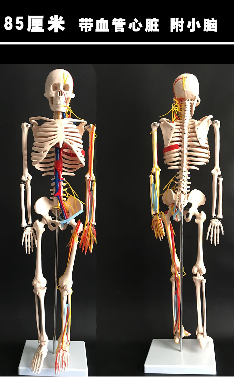 85cm人体骨骼模型骨架170cm人体模型小骷髅教学模型脊椎全身一比一可