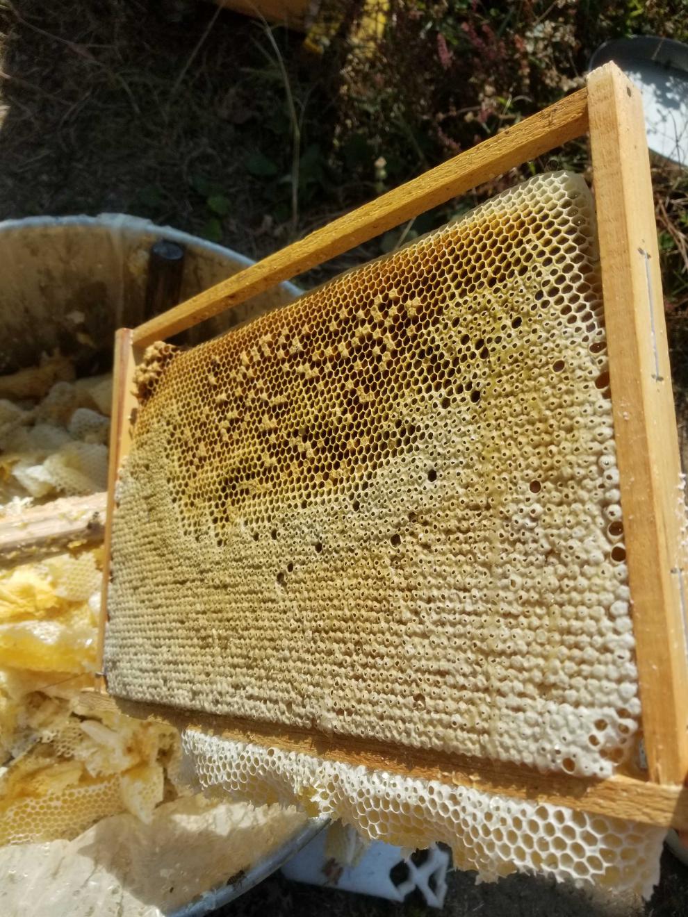 采缇 中蜂蜂群 中蜂蜂王 中蜂种王 中蜂笼蜂 带王蜜蜂
