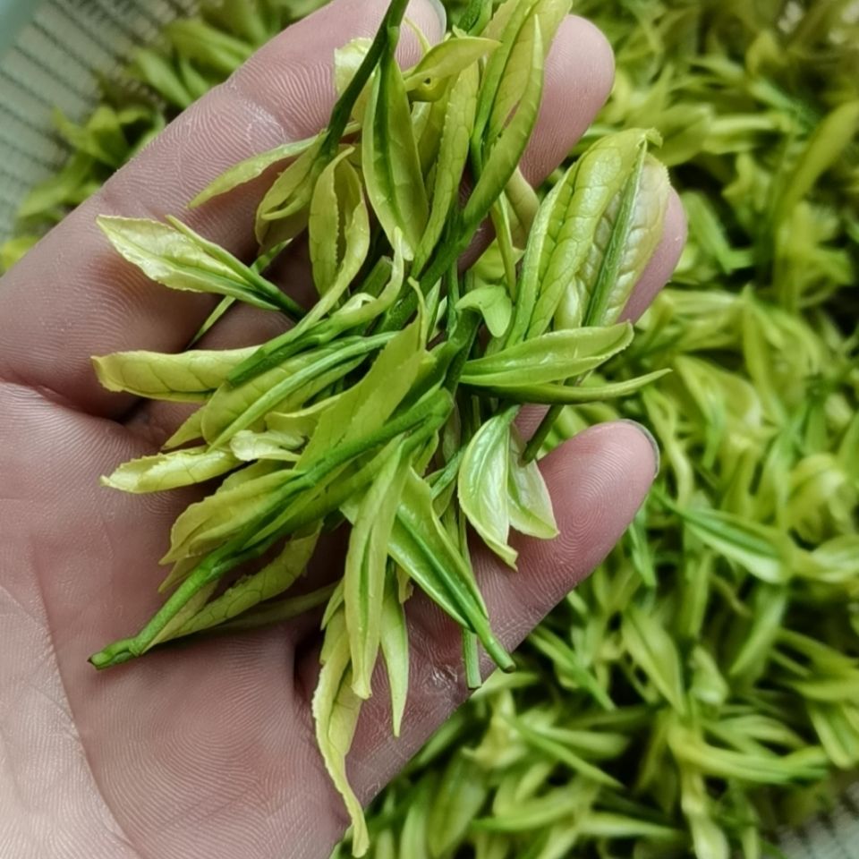正安白茶2021年新茶贵州明前茶叶珍稀栗香云雾茶散装茶50g