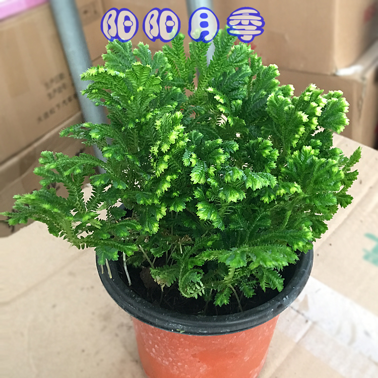 新款绿植卷柏盆栽植物别名九死还魂草回生草不死草复活草新房装修绿色