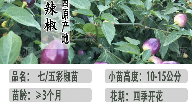 广西七彩椒苗五彩椒辣椒苗泡椒苗阳台盆栽苗带土四季种植灯笼椒苗五