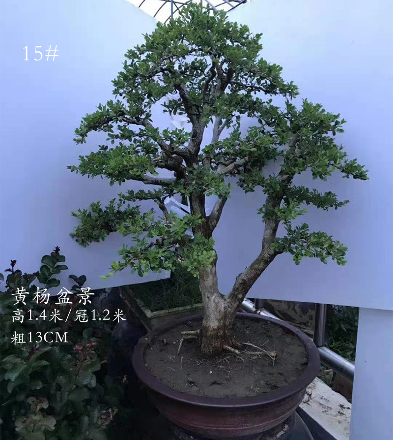 大型黄杨盆景 室内盆景 庭院盆景 盆景园 001 含盆【图片 价格 品牌