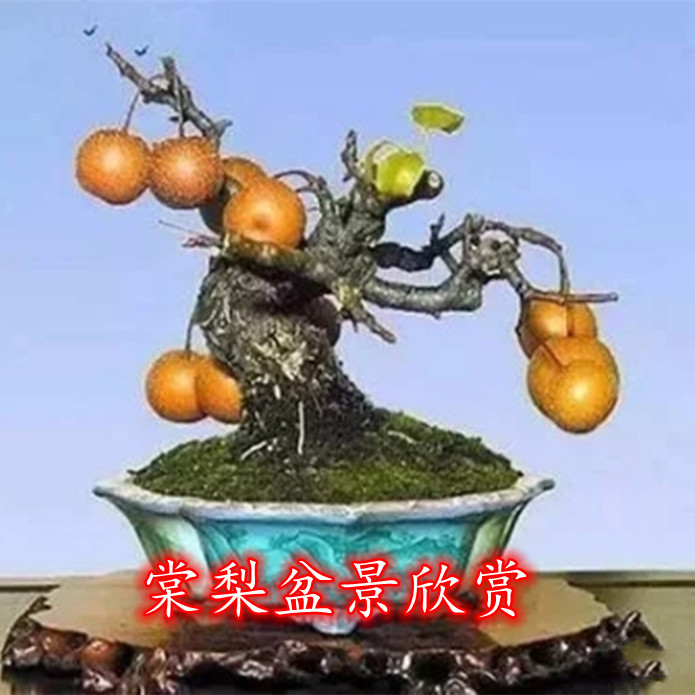 新品暴皮棠梨小老桩豆梨怪桩室内办公桌阳台观果美观植物盆栽老桩