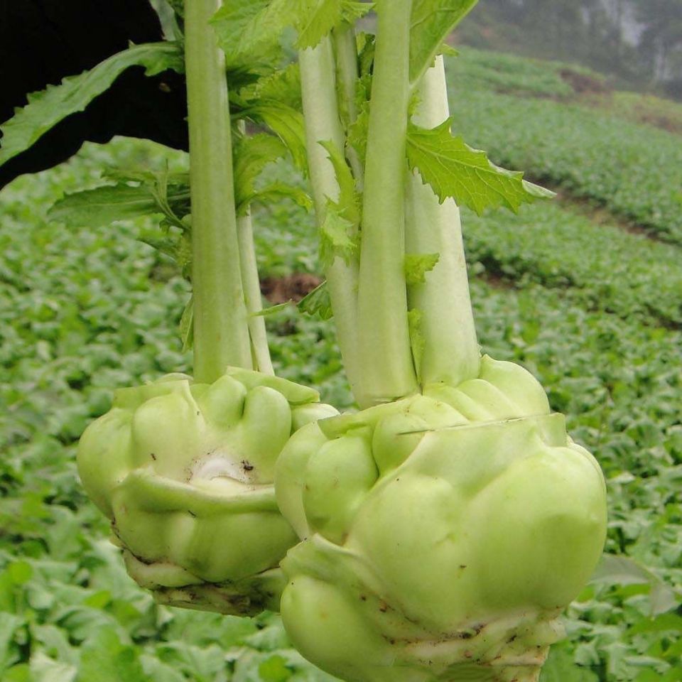 特大 四川 耐寒 耐抽苔 早熟庭院阳台 四川特大榨菜约