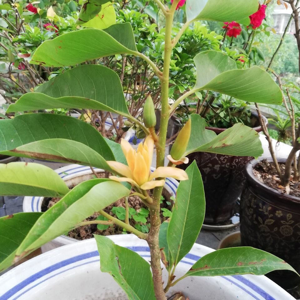 白兰花盆栽花卉绿植物室内黄兰苗带花苞四季开花浓香型黄角兰好养白兰