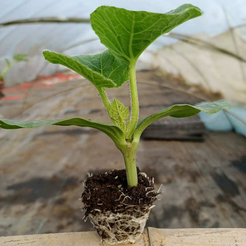 葫芦苗小葫芦苗八宝手捻葫芦苗秧巨型大葫芦种子蚂蚁葫芦籽阳台四季