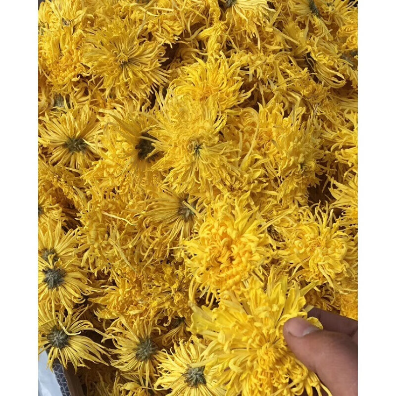 618 5折 500g金丝皇菊新花一朵一杯 金丝菊婺源徽州大