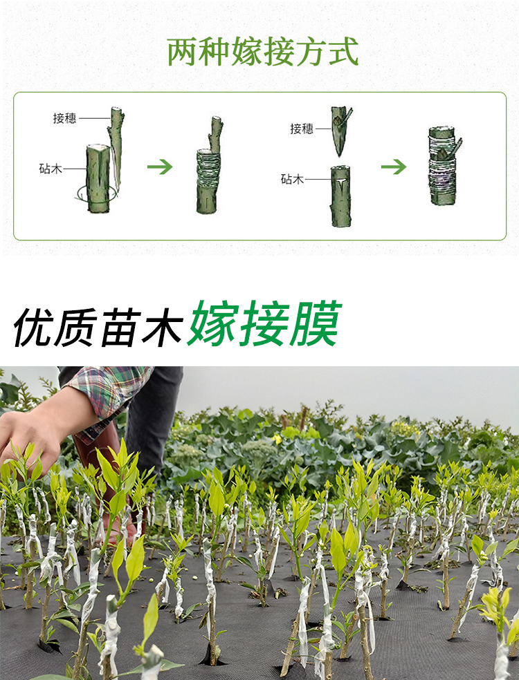 果树嫁接膜糯米纸树苗嫁接膜加厚自粘式塑料月季接树膜包扎带15卷宽