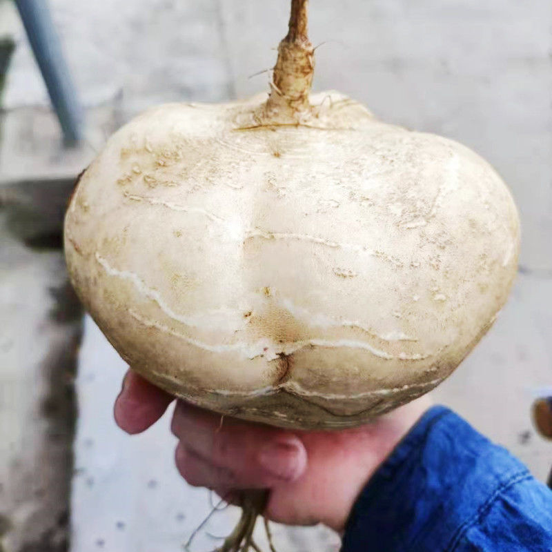 新鲜凉薯地萝卜红土现挖脆甜沙葛时令孕妇水果地萝卜5泡沫箱包装大果