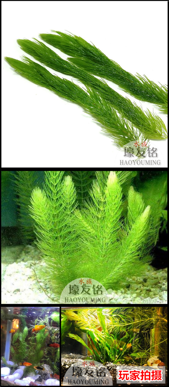 好养活体水草鱼缸养鱼造景植物装饰金鱼藻蜈蚣草满天星印度小竹节印度