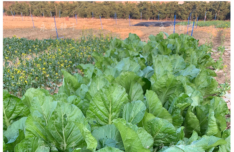 芥菜种籽本地土芥菜种子肉厚大叶高产青菜可腌制酸菜芥菜蔬菜种孑大肉