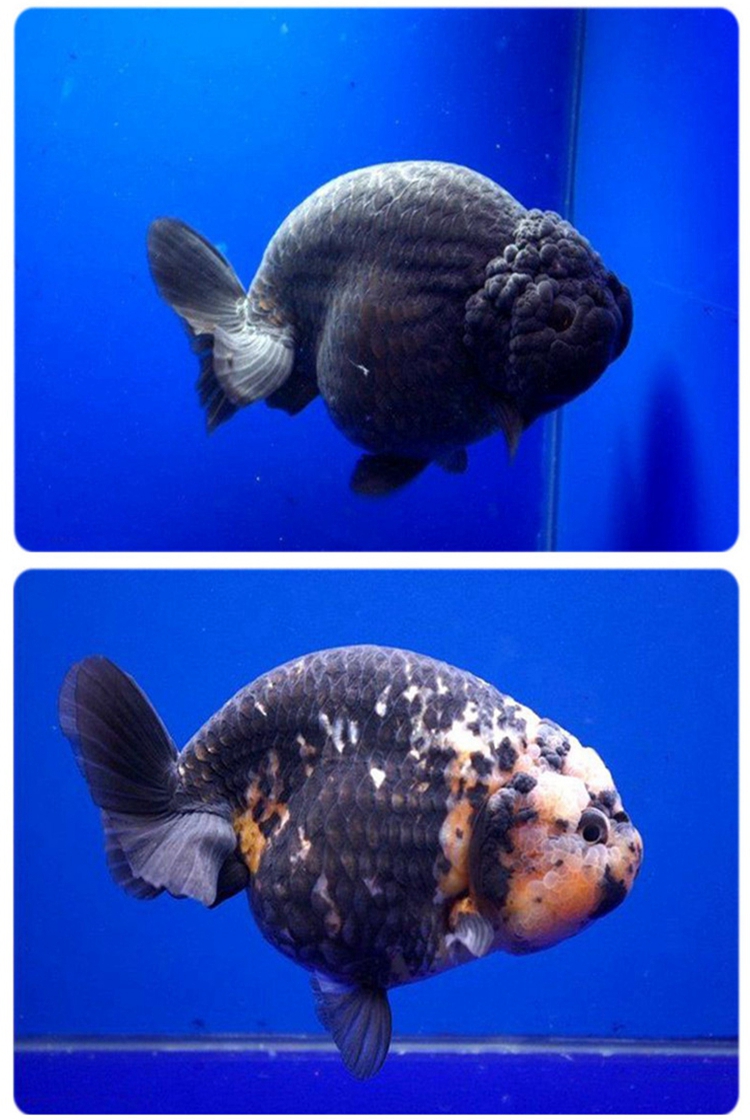 赛级娃娃脸兰寿金鱼活鱼精品观赏鱼冷淡水族宠物招财兰寿奶牛活体金鱼