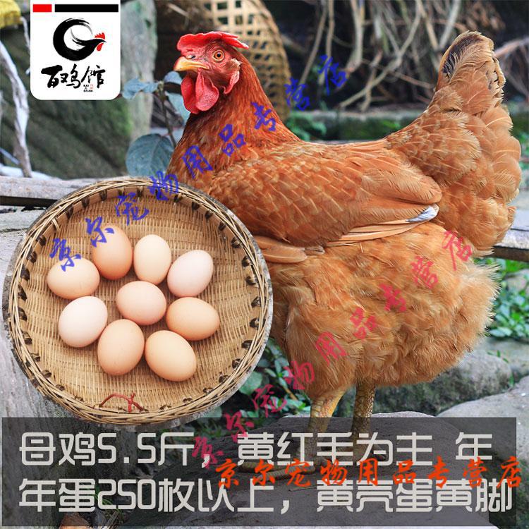 天弗九斤红种蛋受精蛋20枚价九斤黄鸡土鸡蛋黄杂鸡肉鸡蛋鸡可孵化