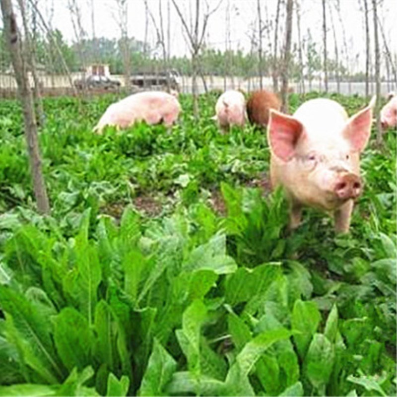 牧草种子南方北方鸡鹅兔猪吃饲料草多年生四季草种草籽春季养猪草种