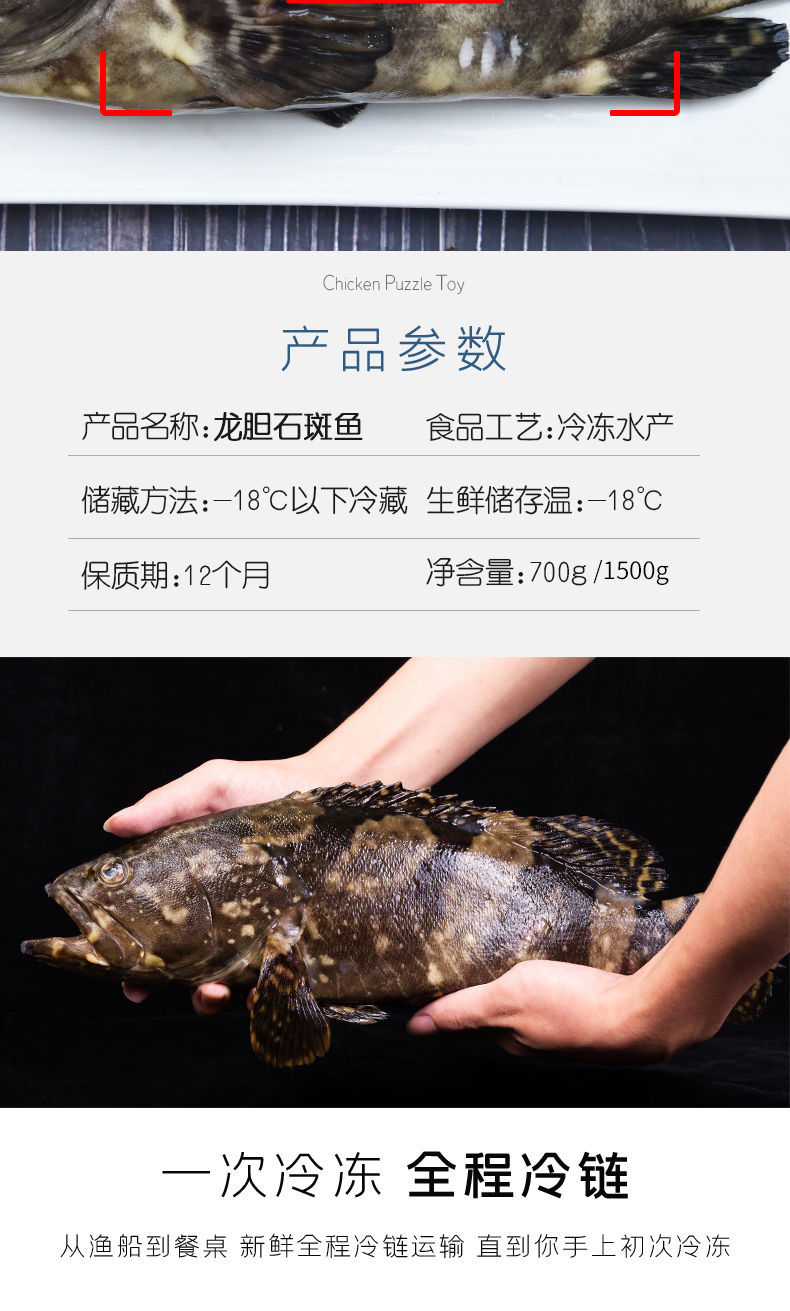大龙胆石斑鱼13斤一条海鲜水产鲜活深海海鱼新鲜龙趸鱼大石斑鱼海捕