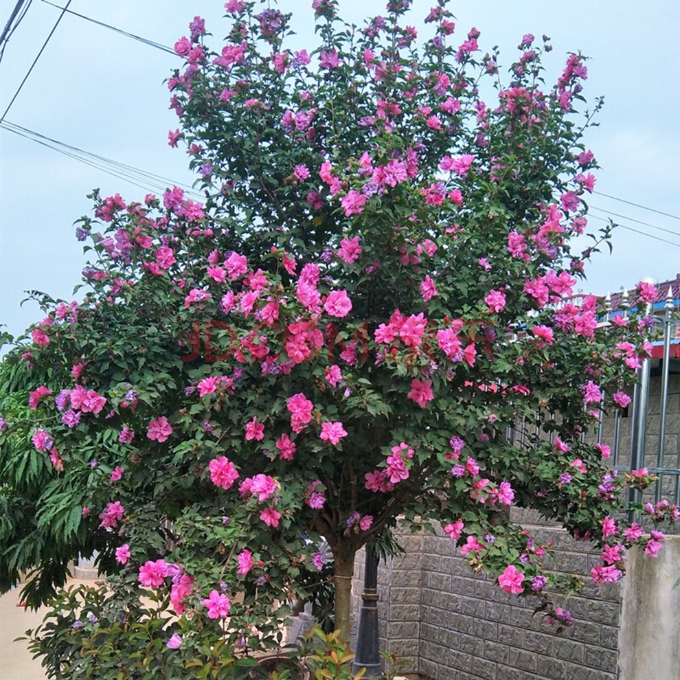 倾颜木槿花树苗园林绿化花卉重瓣红花紫花木槿花苗庭院篱笆植物盆栽地