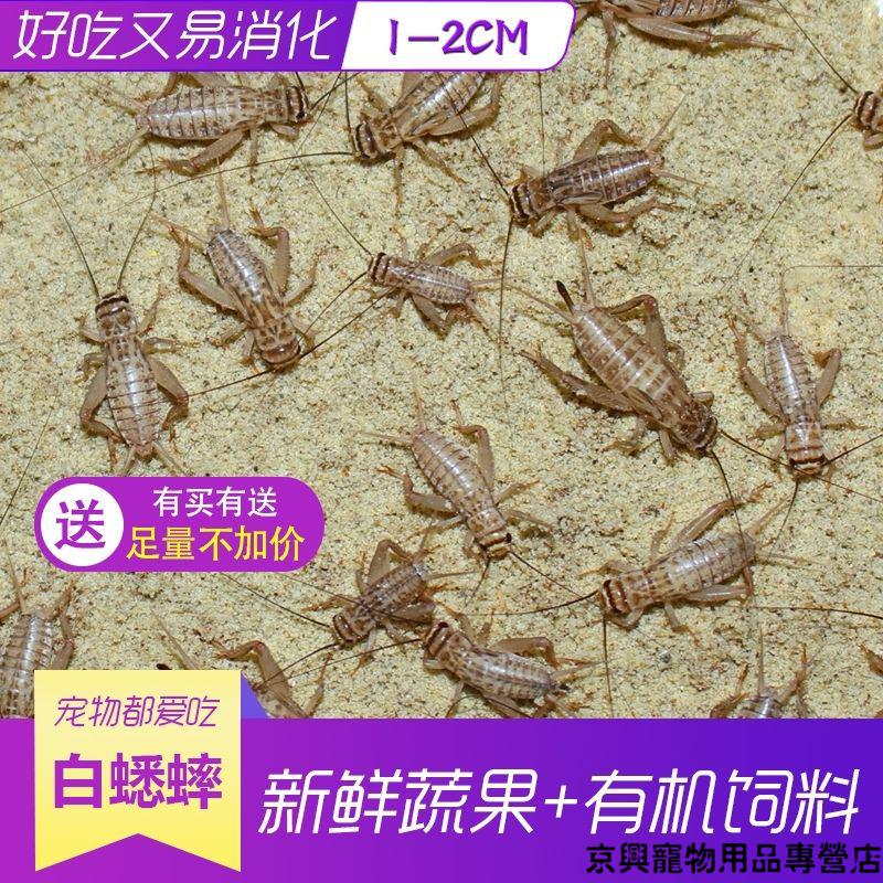 京兴宠具白蟋蟀蛐蛐活物白蟋蟀活体饲料龙鱼饲料白蟋蟀大量白蟋蟀中号