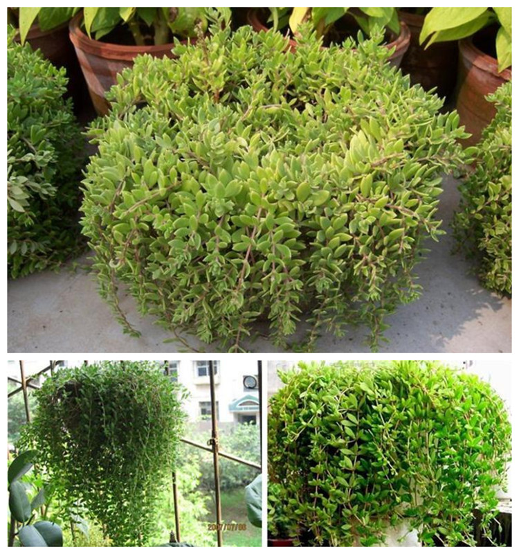 垂盆草盆栽植物草佛甲草垂吊绿植桌面阳台花卉四季好养口径20厘米花一