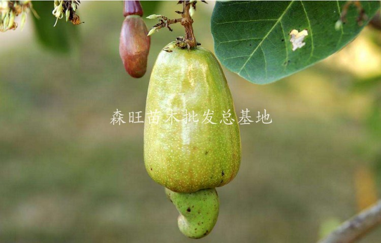 正宗南方嫁接腰果苗南北方种植当年结果鸡腰果树苗果树盆栽嫁接腰果8