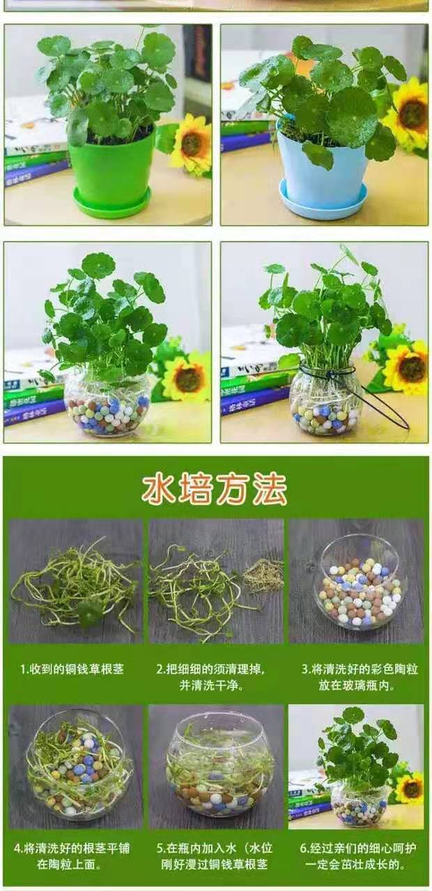 现货现发铜钱草盆景水培植物好养室内花草水养金钱草四季常青盆栽绿植