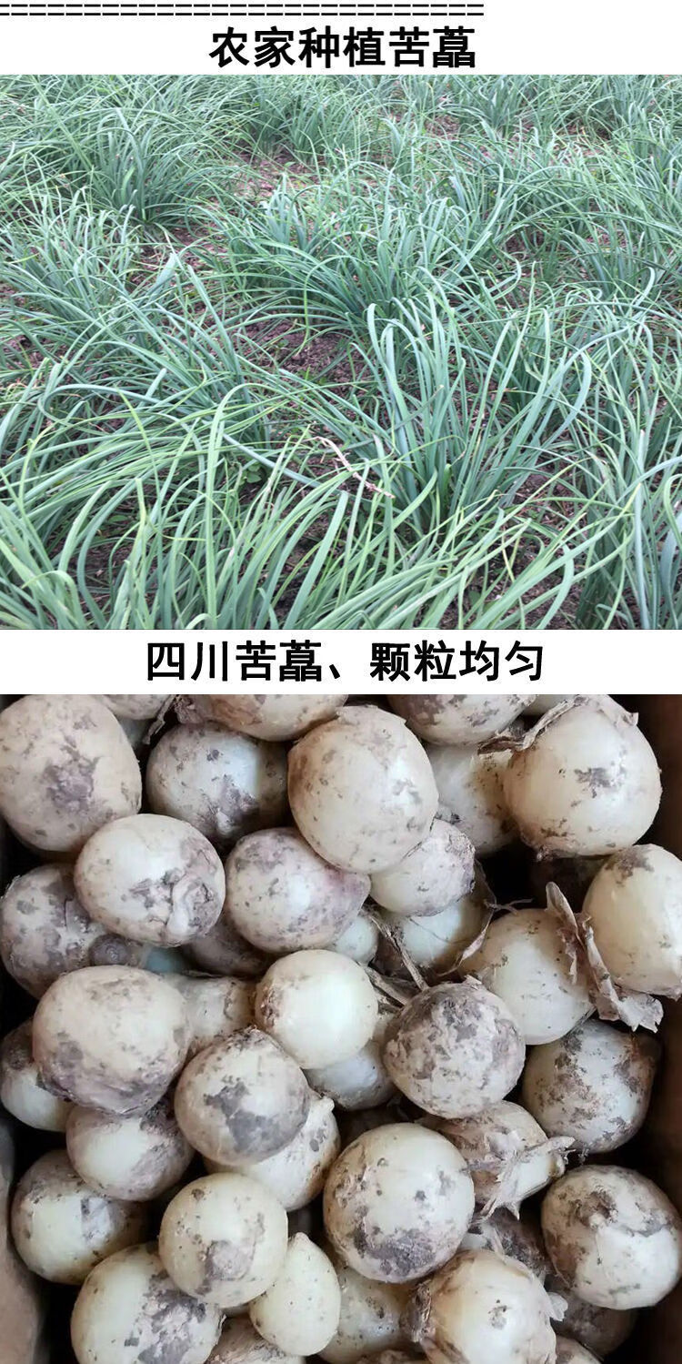 头小蒜团葱新鲜薤白小根蒜苦茭头野葱农家小蒜头500g新鲜苦藠中号1斤