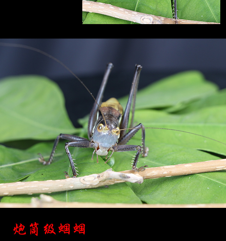 蝈蝈活 鸣虫新脱活虫超大铁皮叫蝈蝈天津绿大肚子翡翠平谷冬蝈蝈 小