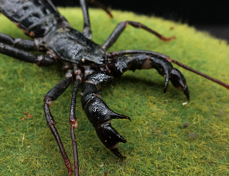 宠物蝎鞭蝎雷达蝎活体雨林蝎巨型宠物蝎子蜘蛛另类爬虫活体亚成两只