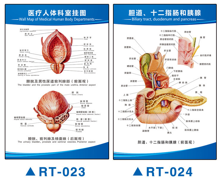人体血管示意图解剖图循环器官内脏结构图全身图图解海报挂画全身器官
