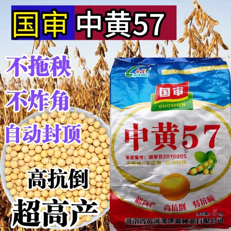 中黄57黄豆种子大豆种子 高产黄豆种籽大粒亩产千斤大豆种子基地 中黄