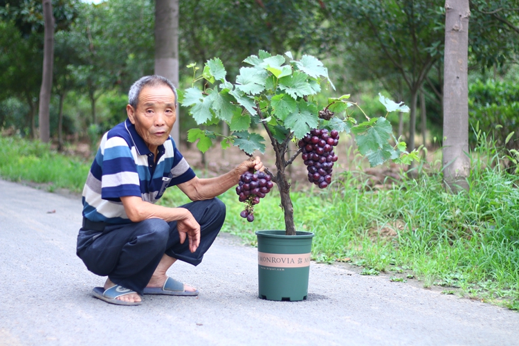 葡萄树苗蓝宝石果树果苗爬藤葡萄苗当年结果南方种植巨峰葡萄树苖盆栽