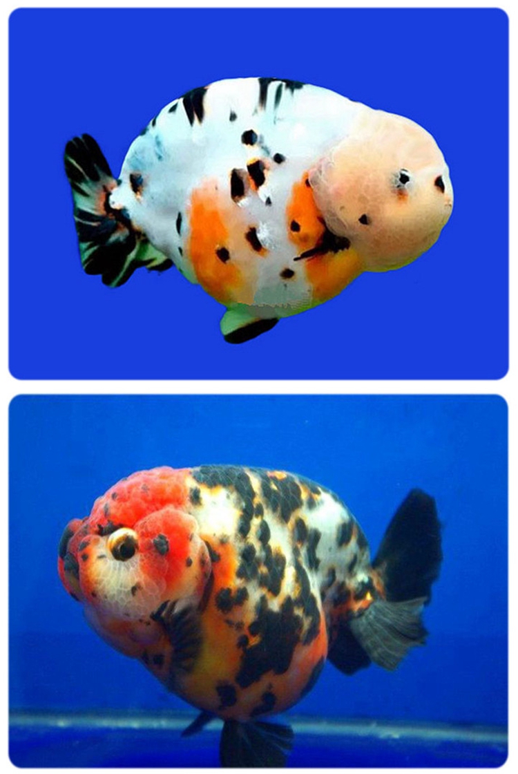赛级娃娃脸兰寿金鱼活鱼精品观赏鱼冷淡水族宠物招财兰寿奶牛活体金鱼