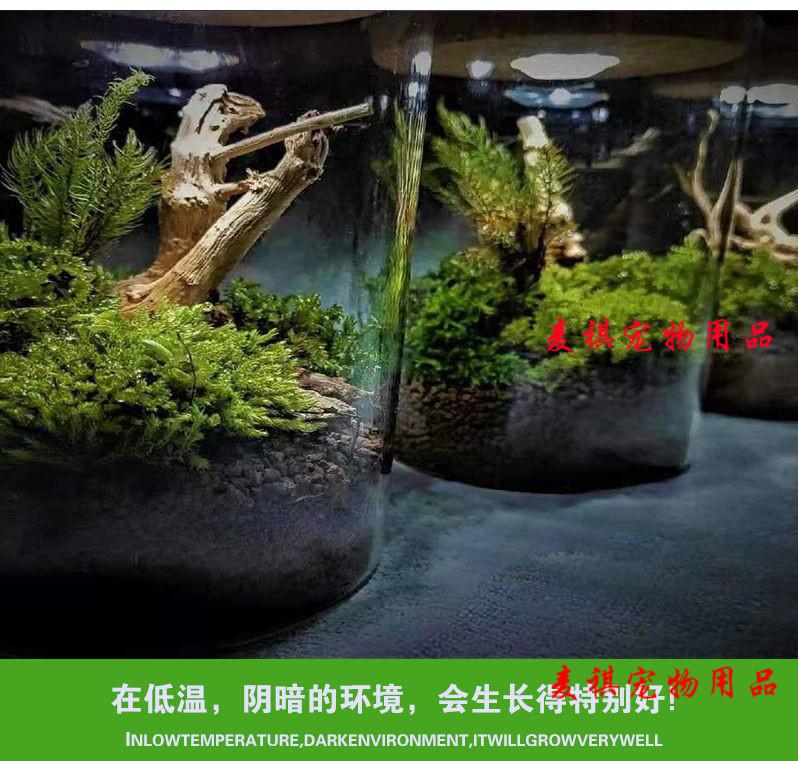 水草鱼缸鱼草万年藓水草活体耐活耐低温苔藓鱼缸水族箱生态瓶造景现摘