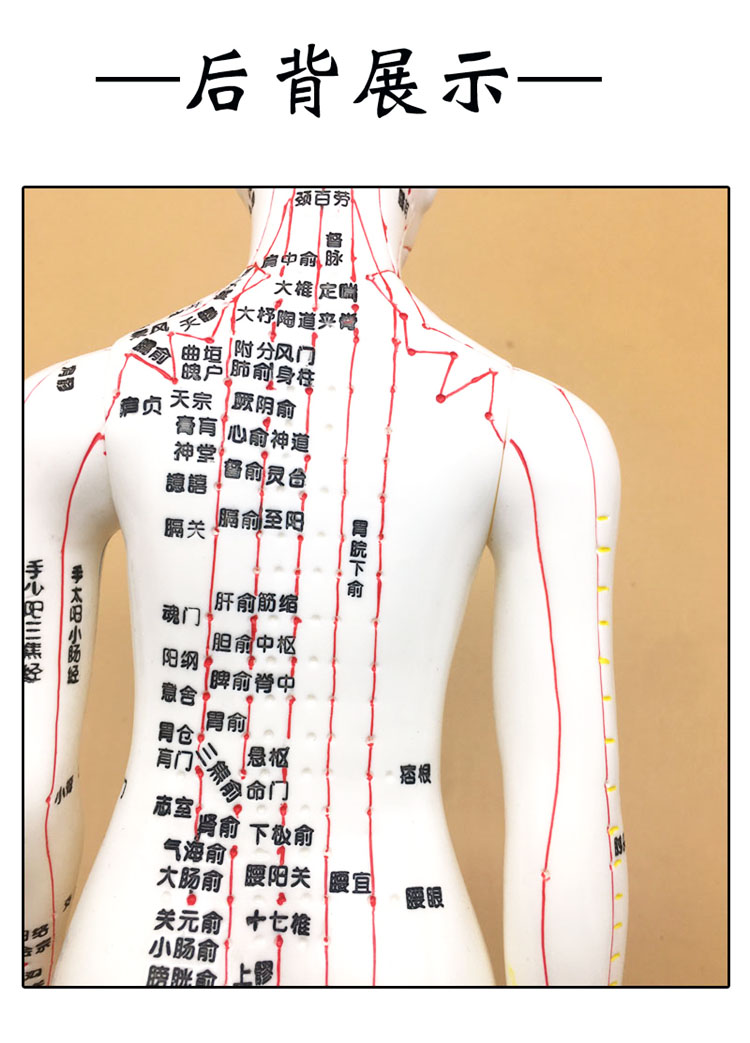 穴位模型中医人体针灸穴位模型手臂可转身体推拿按摩十二经络清晰男女