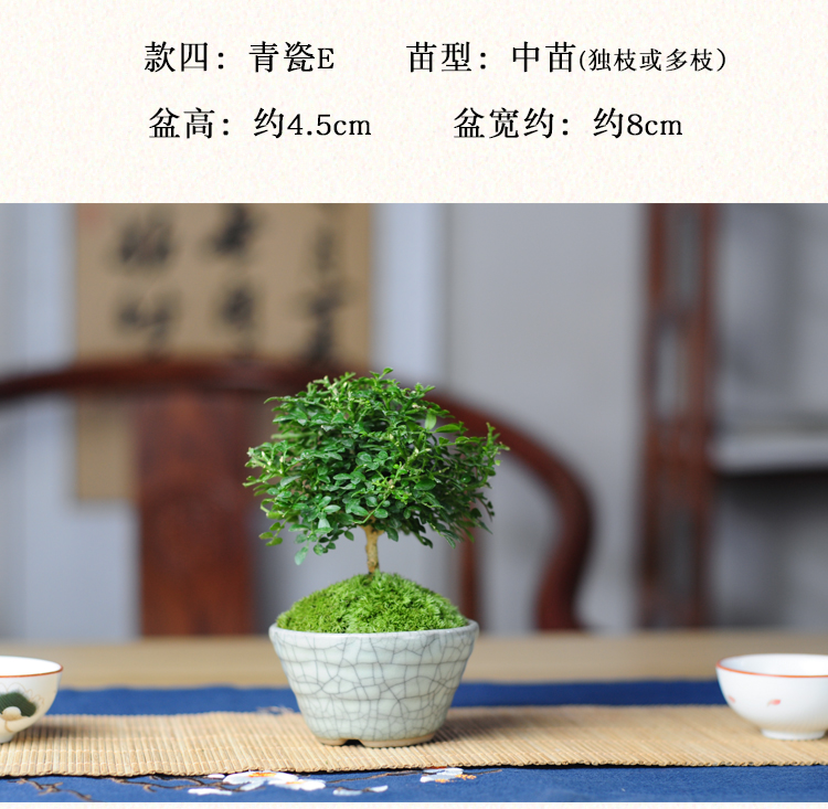 达摩小叶九里香迷你小盆栽植物室内好养窗台客厅四季花卉微型盆景 款