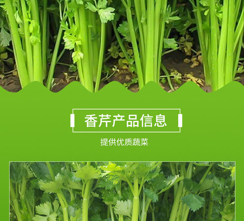 现挖新鲜香芹细芹菜小香芹纯蔬菜农家自种全部中秋团建送礼生鲜 3斤