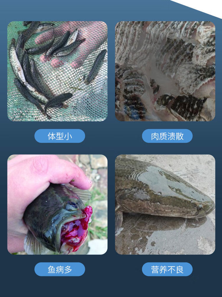 黑鱼饲料生鱼鱼食原塘颗粒白乌鱼乌鳢鸭嘴鱼月鳢七星鱼养殖生鱼饲料59